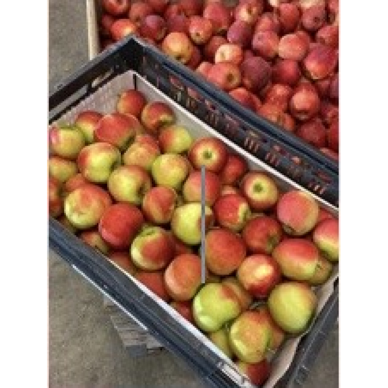 Appels (per kilo)