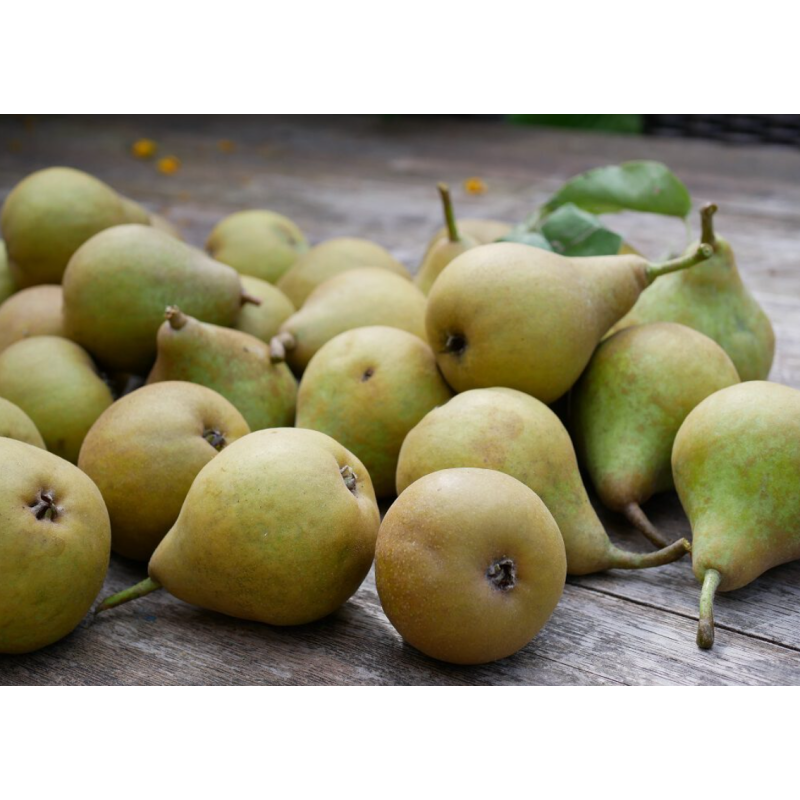 Stoofperen (per kilo)